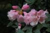 psuedochrysanthum-3 (76-051)